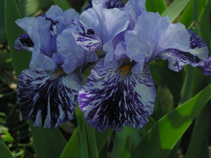 purple and white flowers with black stripes around the petals