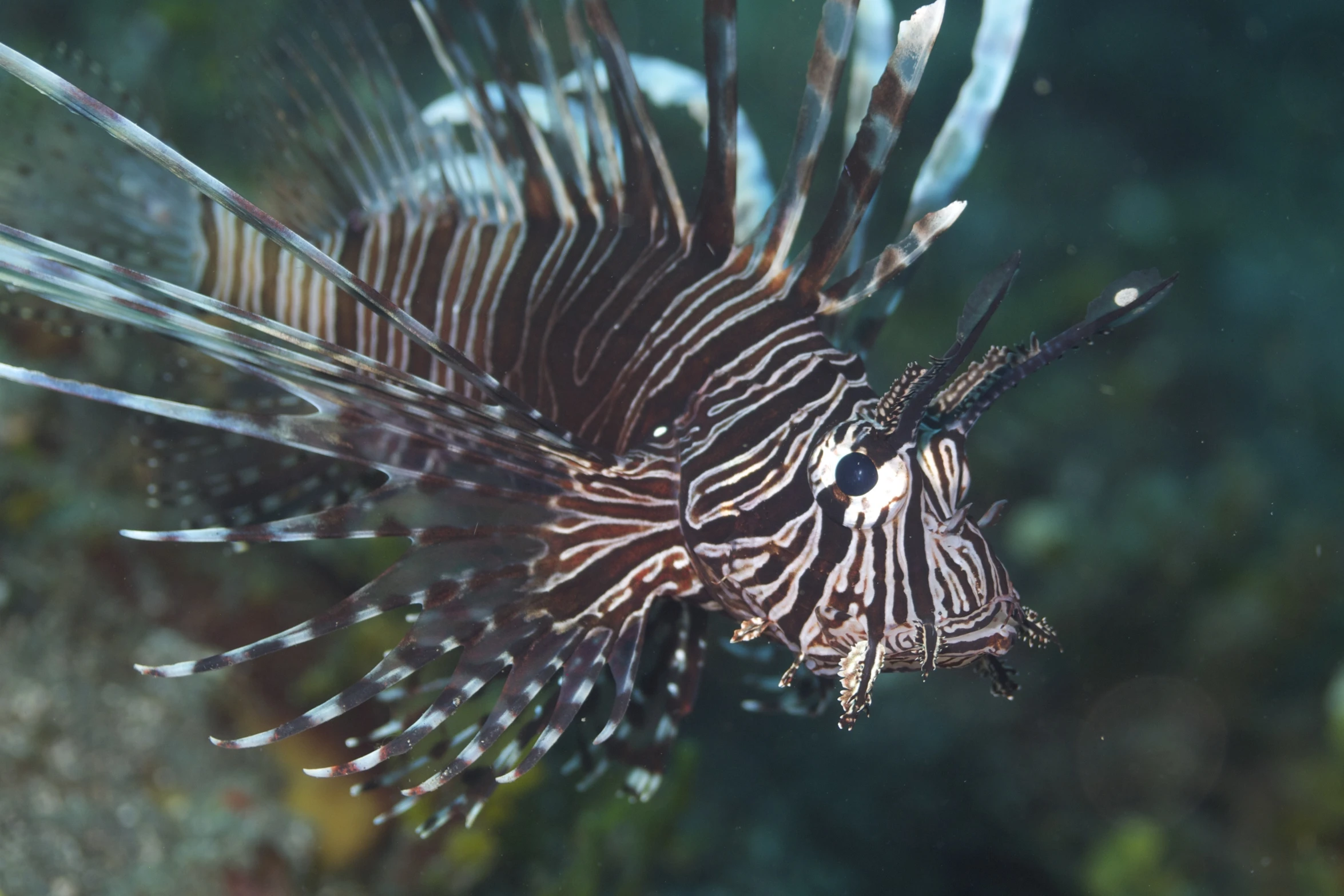 a lion fish is shown in this image