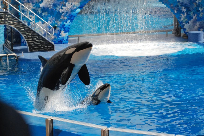 the orca jumps out of water in an ocean - like pool