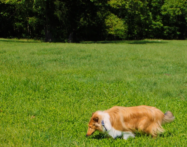 a brown dog is standing in the grass