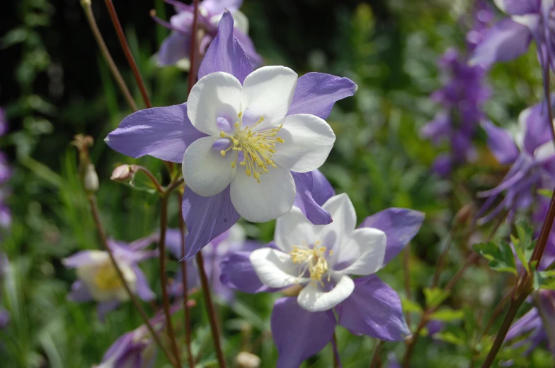 a variety of flowers all together in the wild