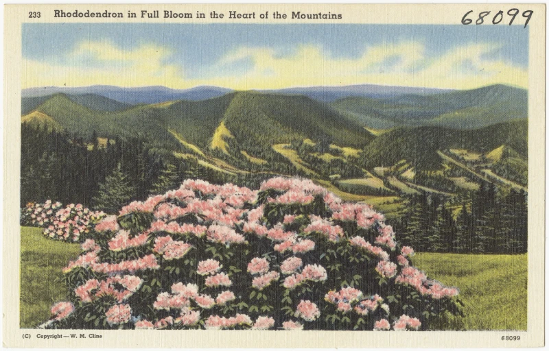 flowers on a green hillside and a sky line