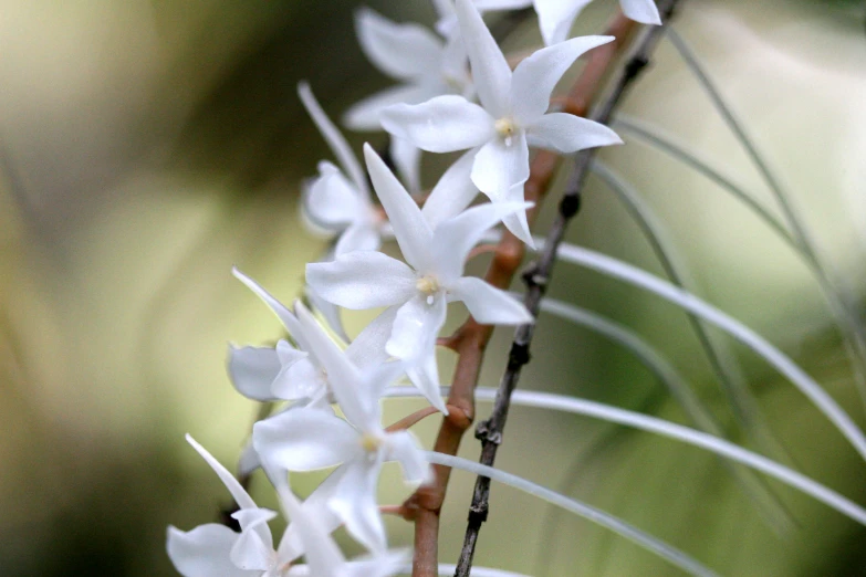 white flower cluster with stems in foreground