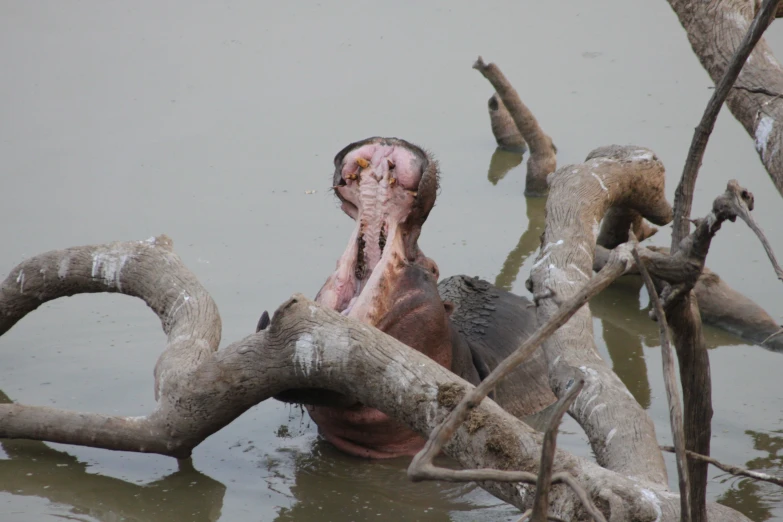 a bird that is sitting in the water