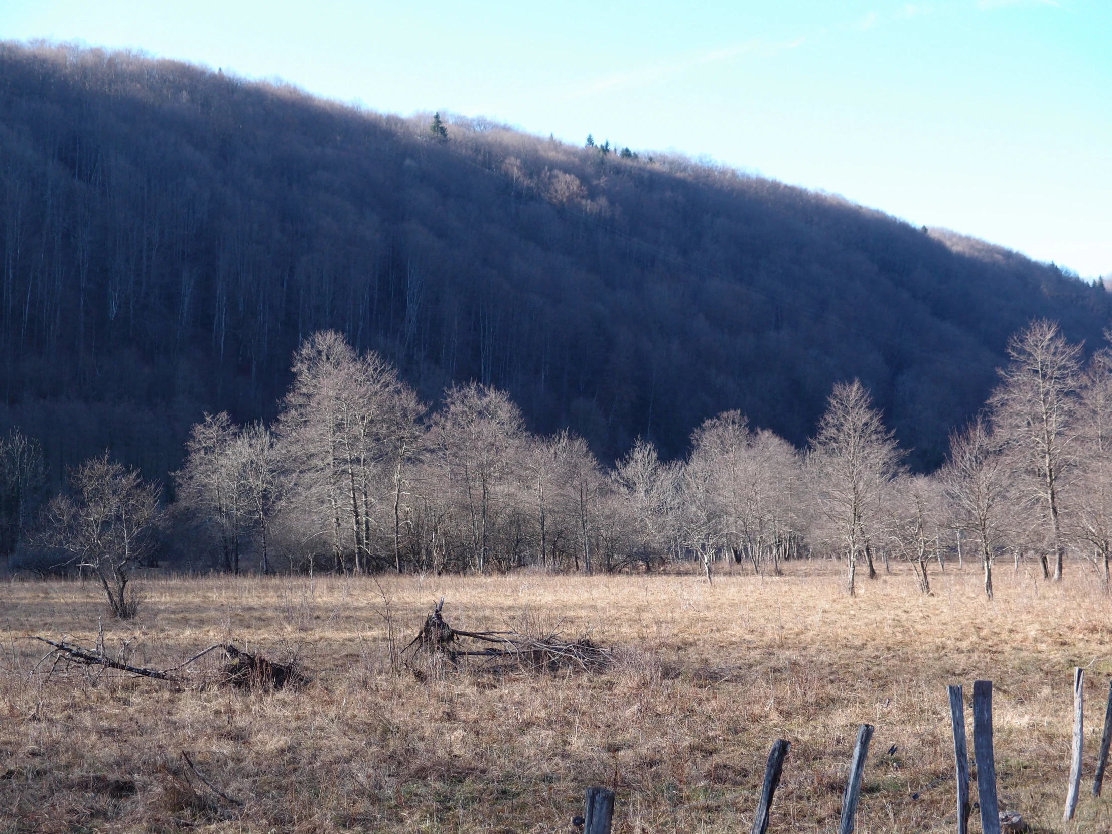 the trees near the fence look barren but the hillside can be seen beyond the wood