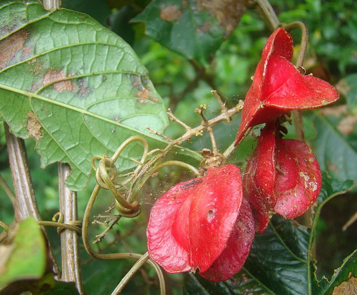 some red flowers with green leaves on the tree