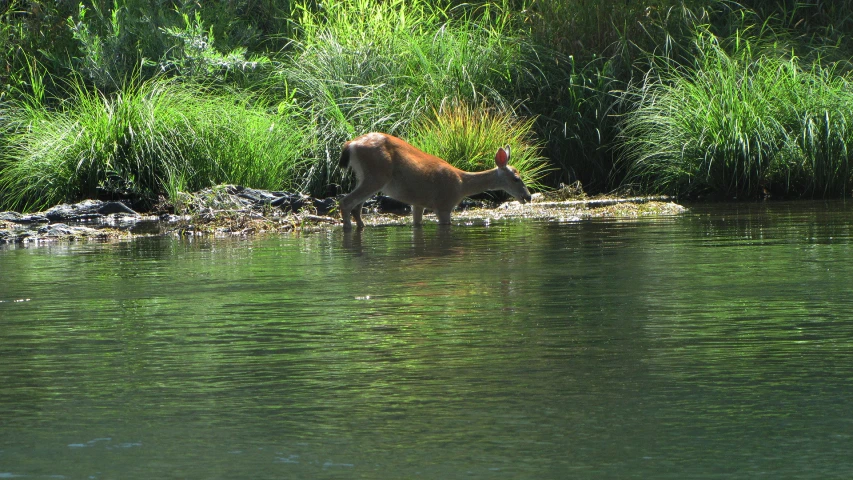 a dog is wading on the shore of a lake