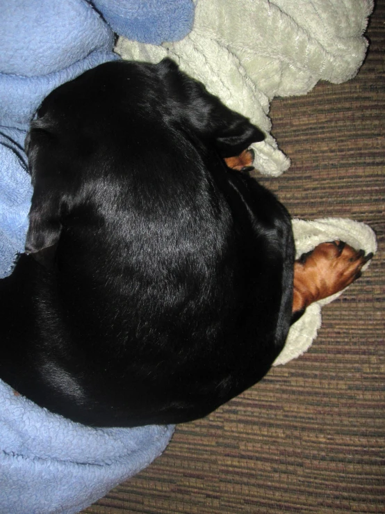 a dog sleeping on the bed with his head on a blanket