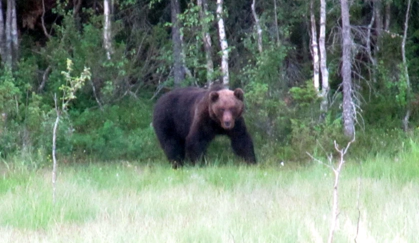 a bear walking in tall grass in front of trees