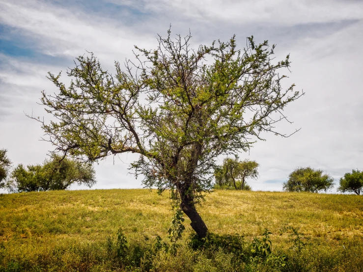 a tree is in a field and grass