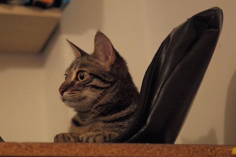 a tabby cat sitting on the side of a black chair looking away from the camera