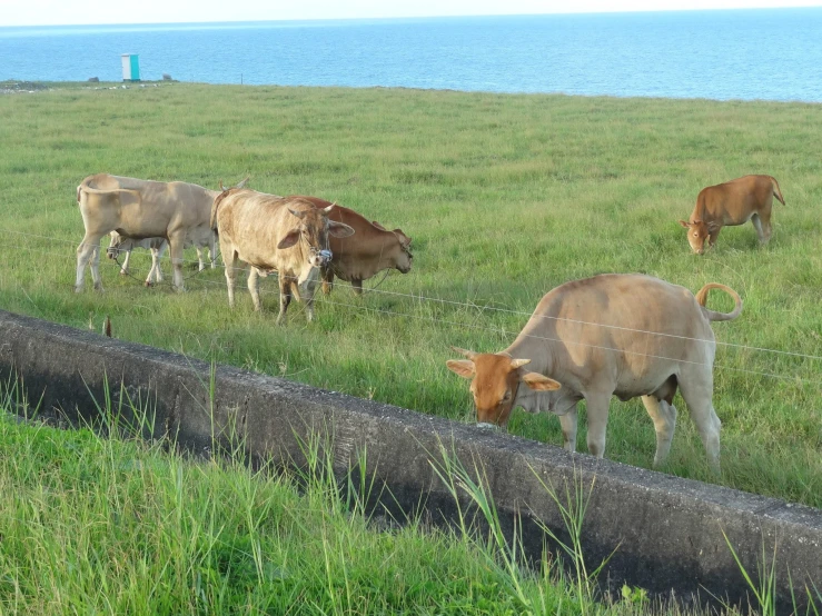 cattle grazing in a grass field near the water