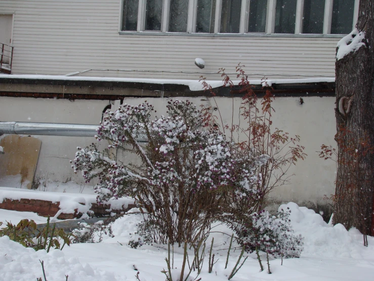 there is snow around this window and the plant is almost covered by some snow