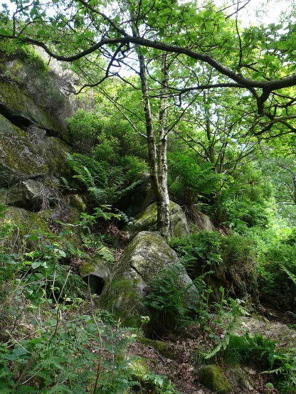 a wooded area with a rock, trees and bushes
