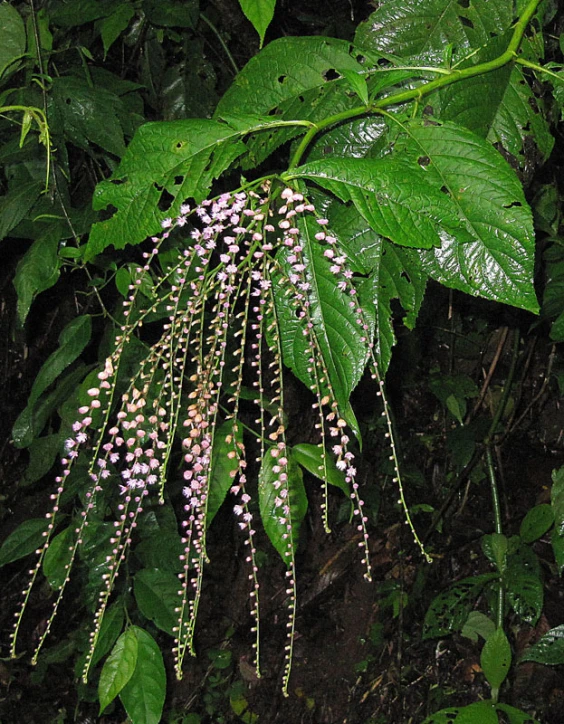 a close up of a flower in the forest