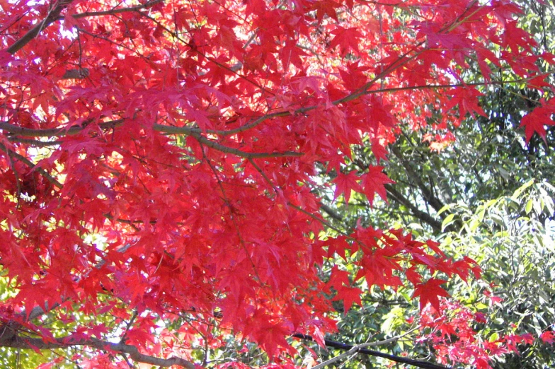 a bright red autumn tree with green leaves