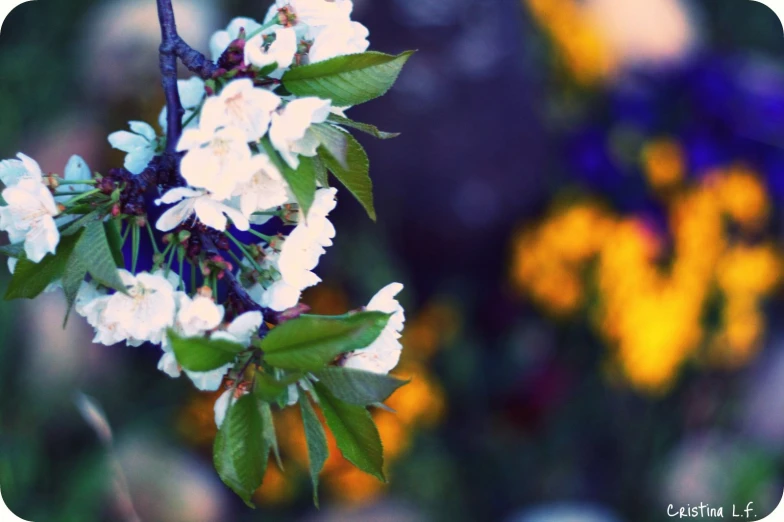 a close up of the stems and flowers of a tree