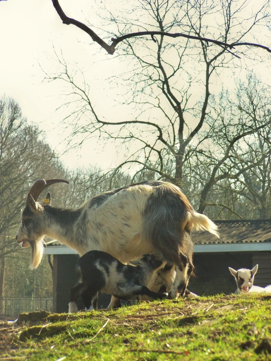 a couple of goats grazing in the green field