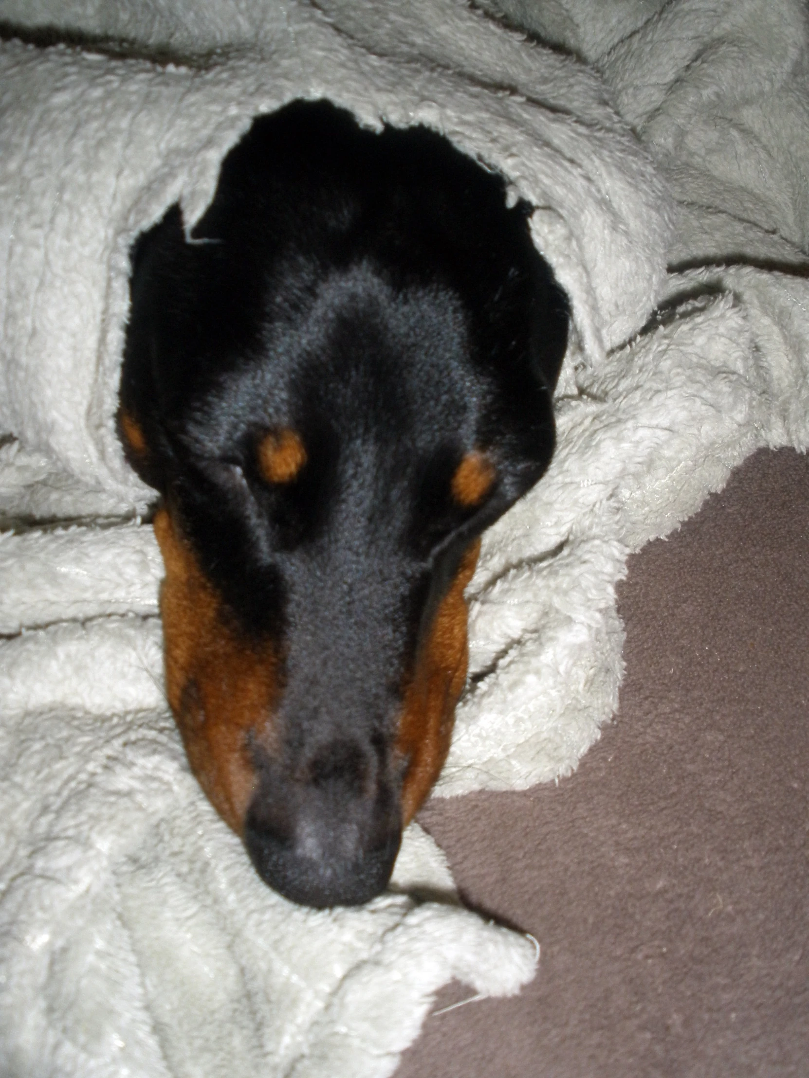 a brown and black dog laying on top of a white blanket