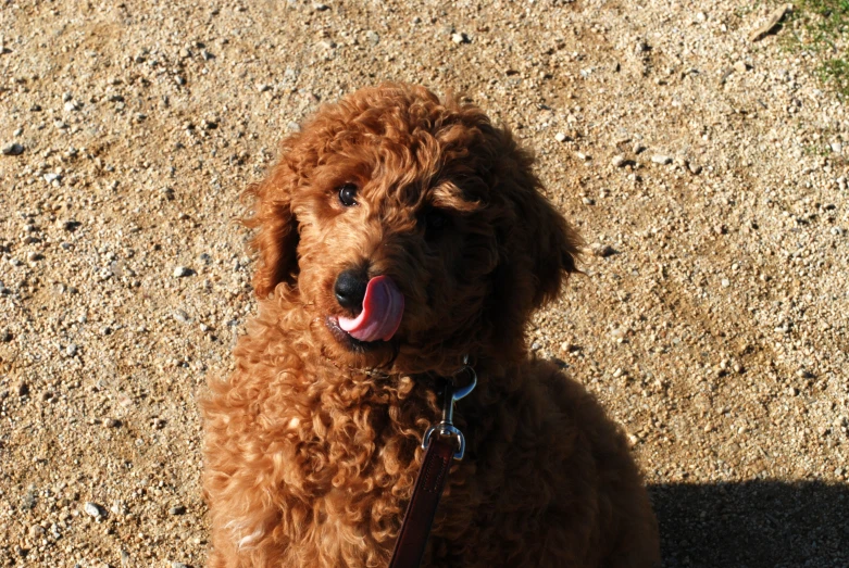 a cute brown poodle on the ground licking his lips