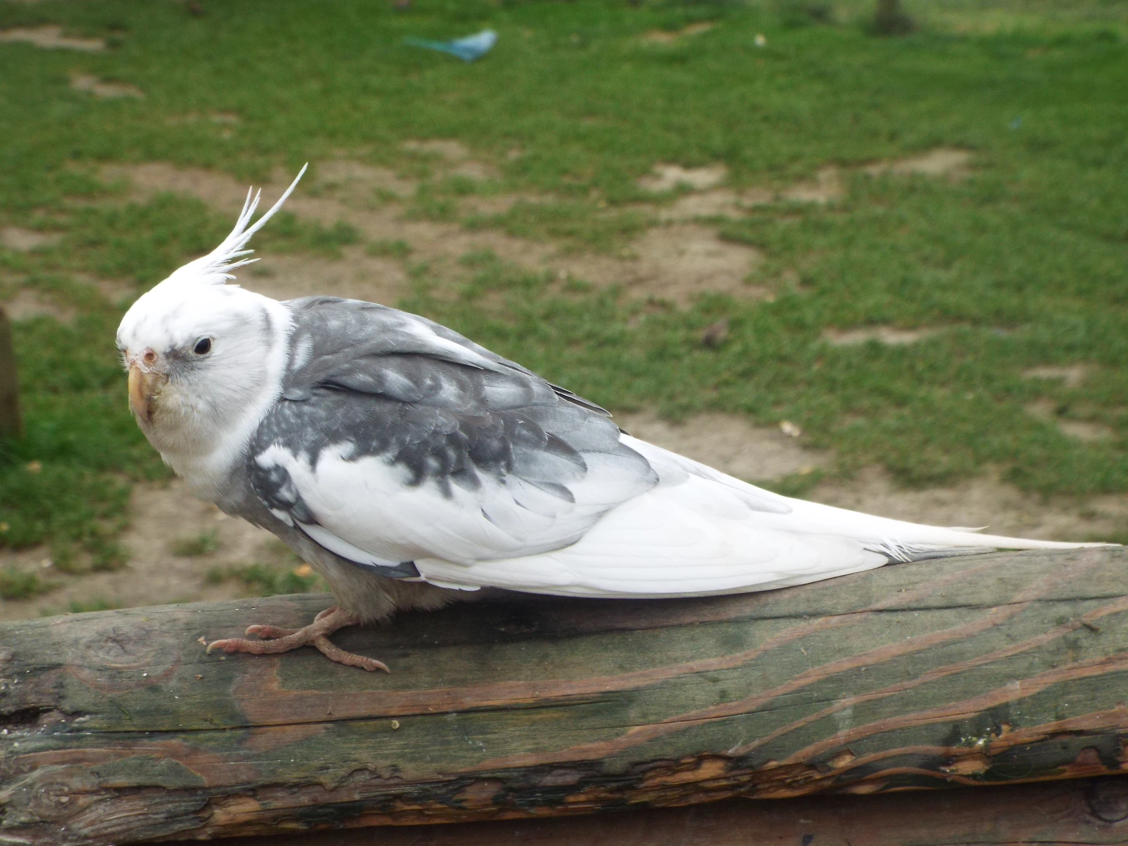 a white and grey bird perched on top of wooden planks