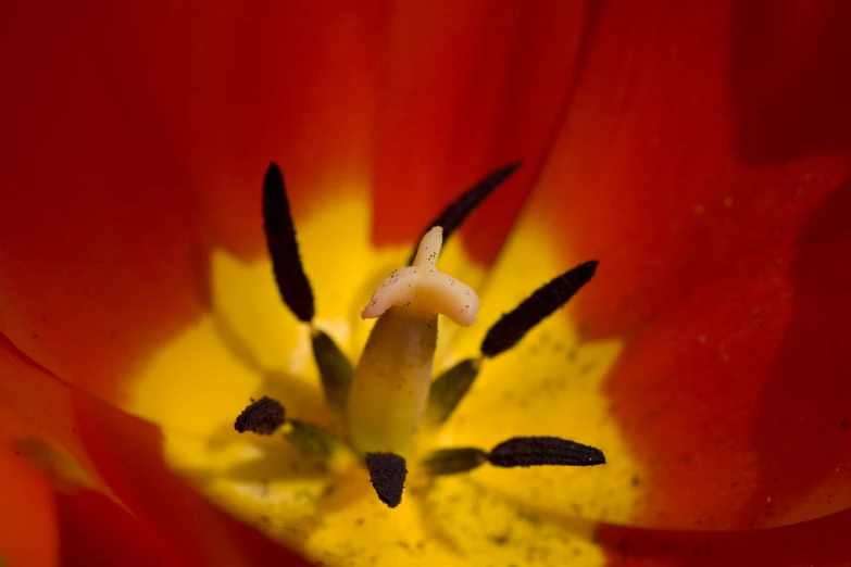 a large red flower with a yellow center