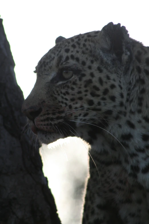 a black and white image of a big cheetah