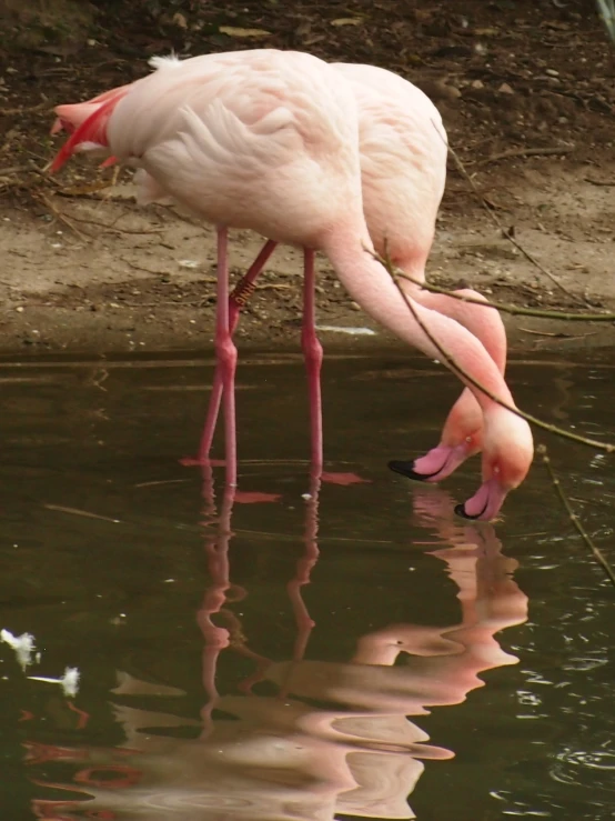 a flamingo standing in the water with his head inside the water