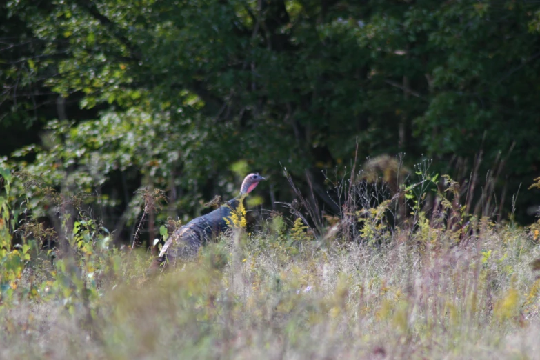 two black and gray birds sitting in the middle of tall grass