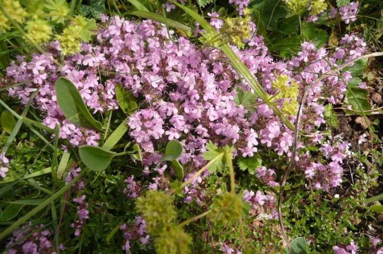 a purple flower bush with pink flowers in it