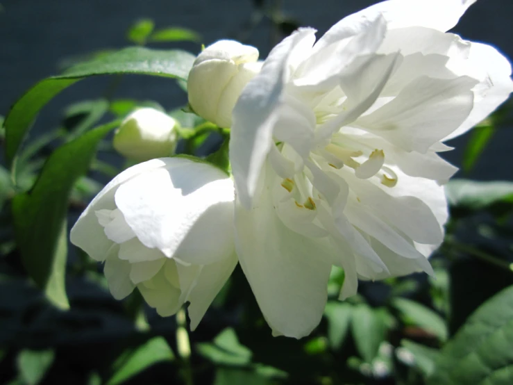 a large white flower is pictured here