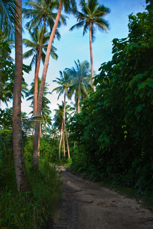 there is a path with tall palm trees in the background