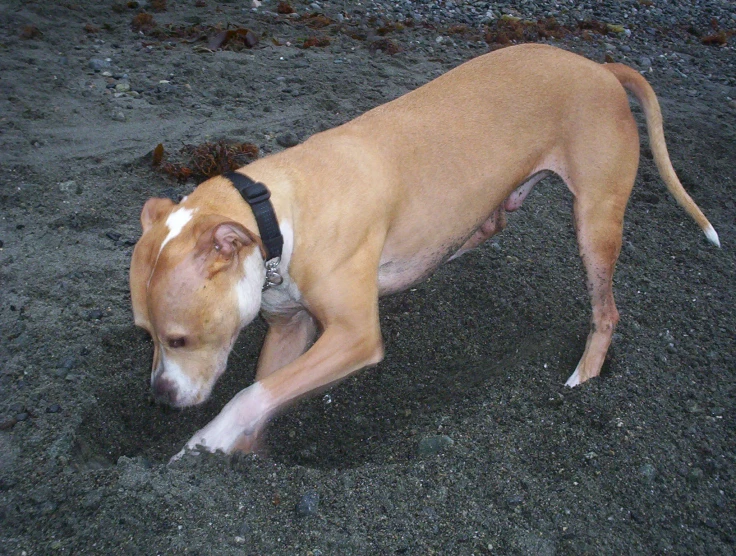 a brown and white dog standing on a black sandy beach