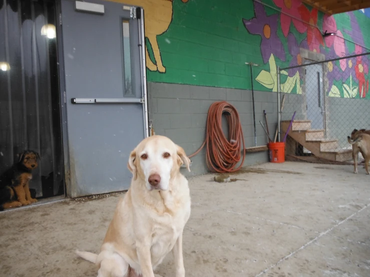 large dog sitting in front of a gate with an attached leash