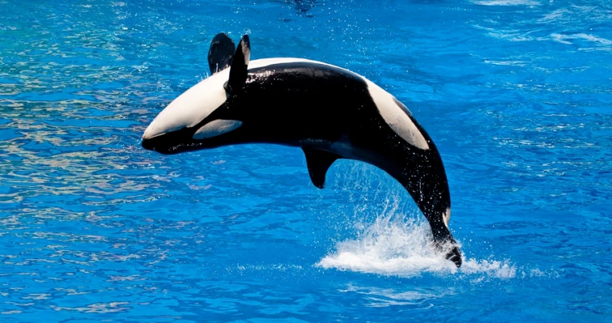 the orca is leaping from water while it has its legs out