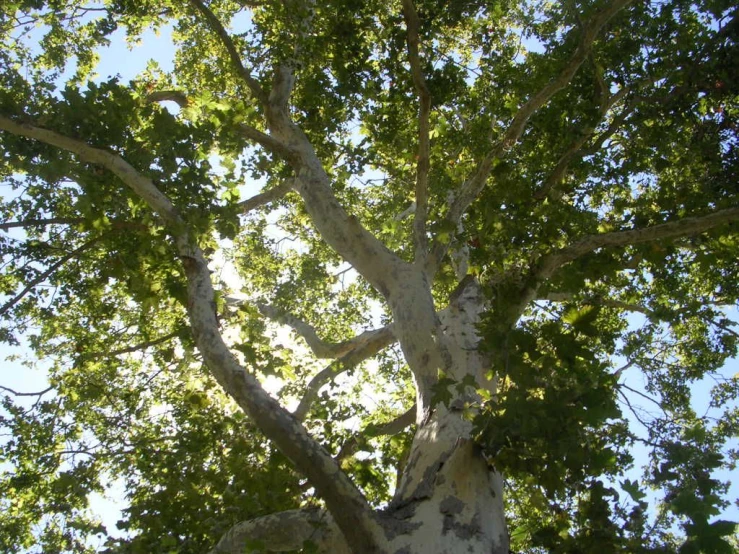 looking up at the top of a large tree