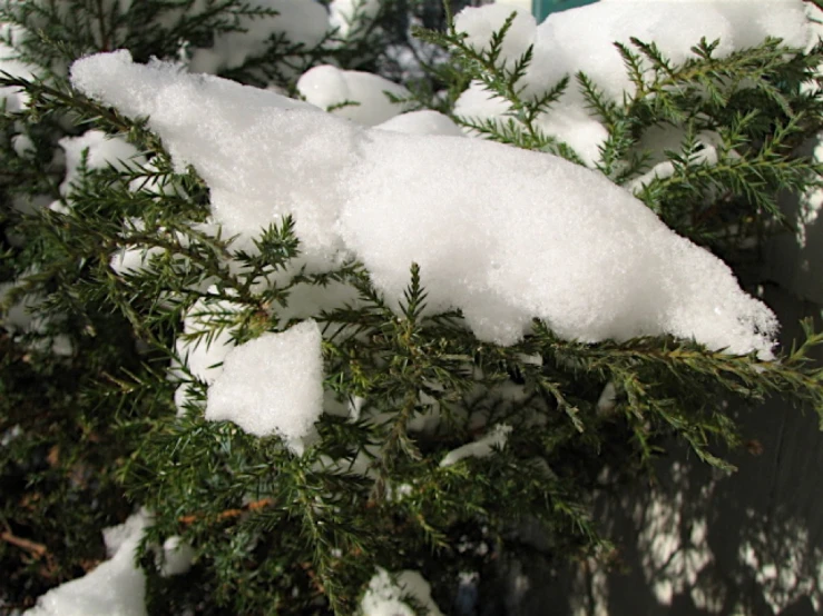 the pine tree is covered in snow on the outside