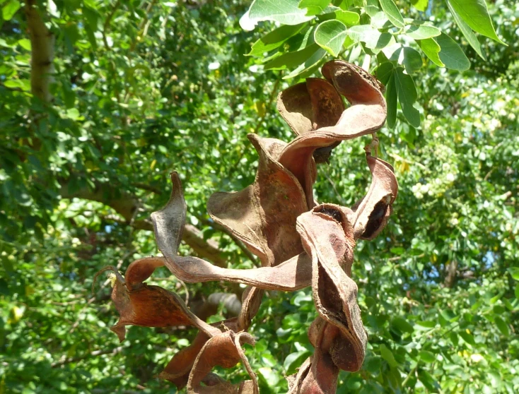 an image of some leaves on a tree