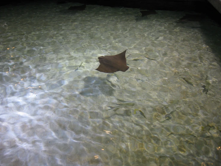 brown leaf floats in the water in front of a grey background