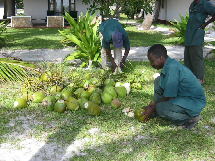 three people in green shirts are fixing up a coconut tree