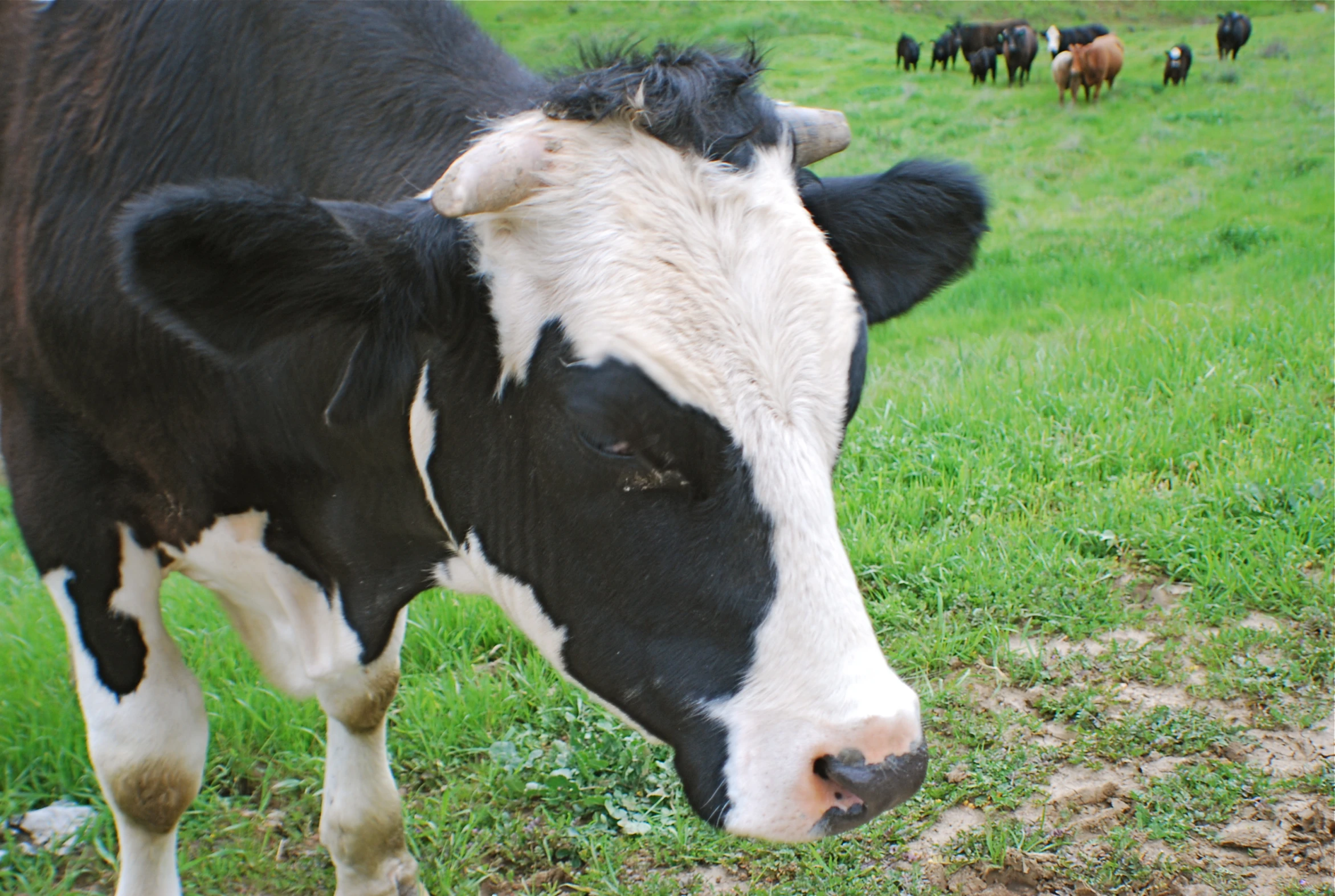 a cow with horns standing in a field