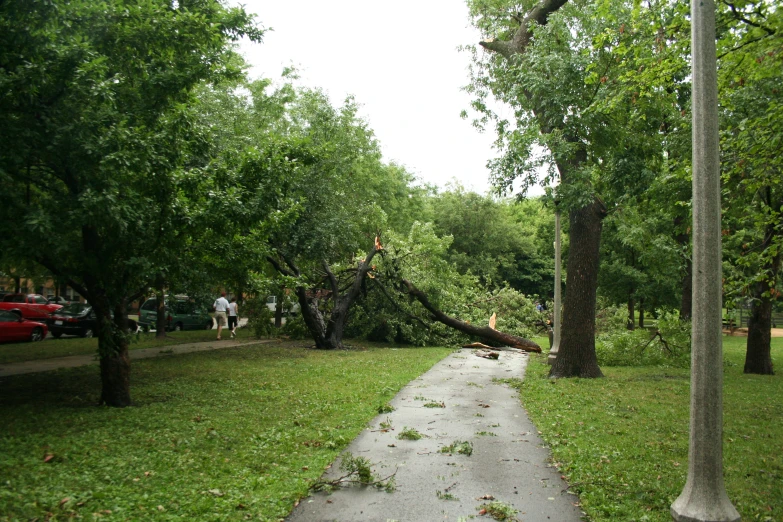 a tree falls on top of a sidewalk