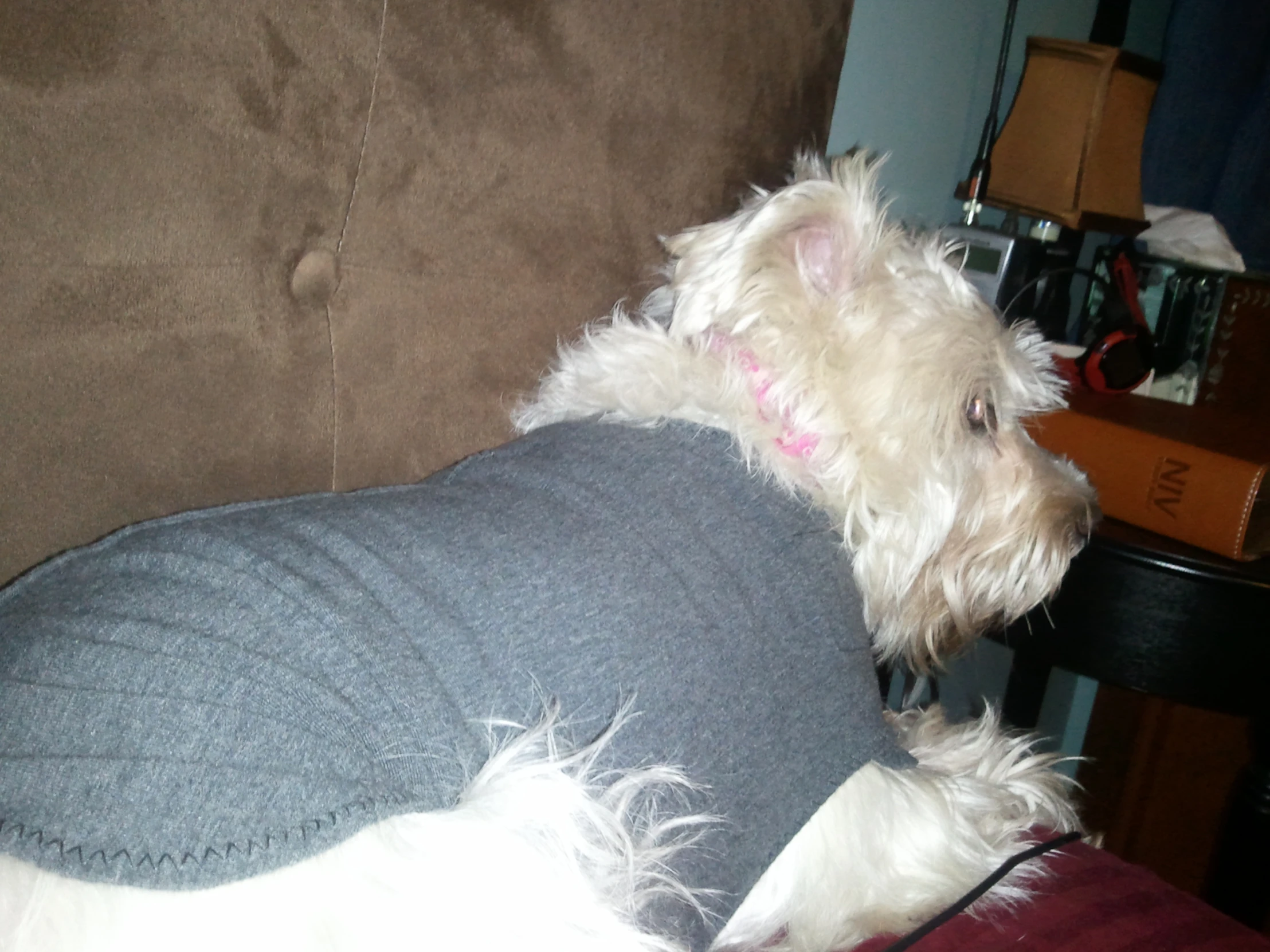 white dog wearing shirt in front of brown couch