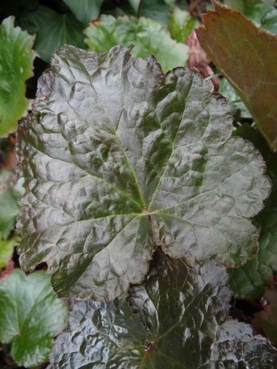 some green leafy plants and white flower