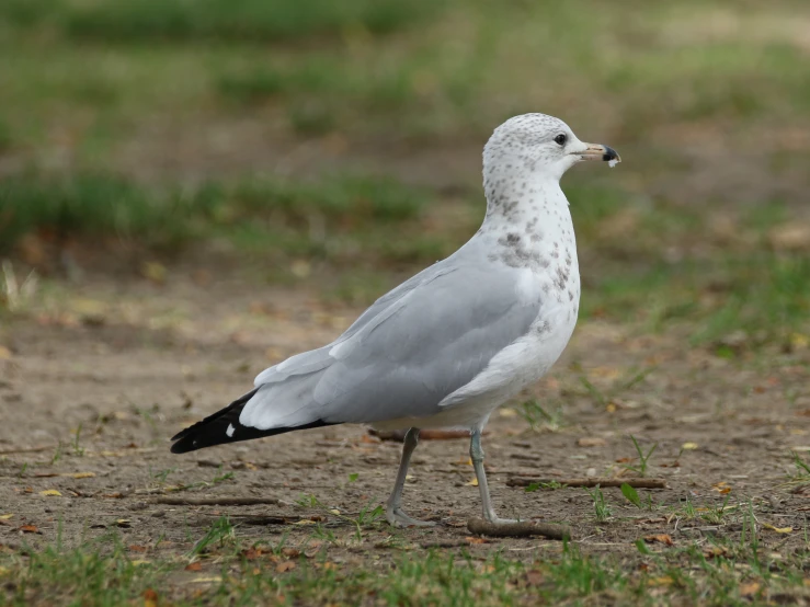 a seagull is walking on the sand near the grass