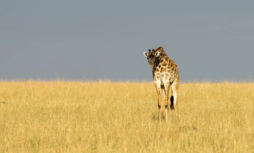 a giraffe is walking through tall grass