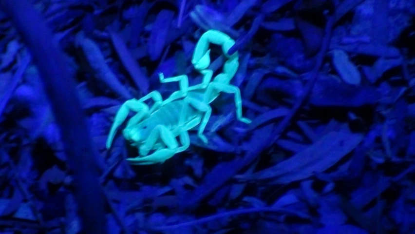 a lizard is glowing in the blue light