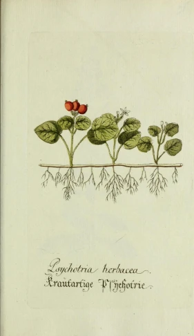 antique illustration of rhyofore, english flower