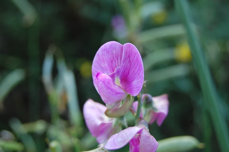 a purple flower is next to the grass