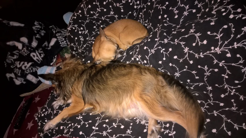 a small dog curled up sleeping on top of bed